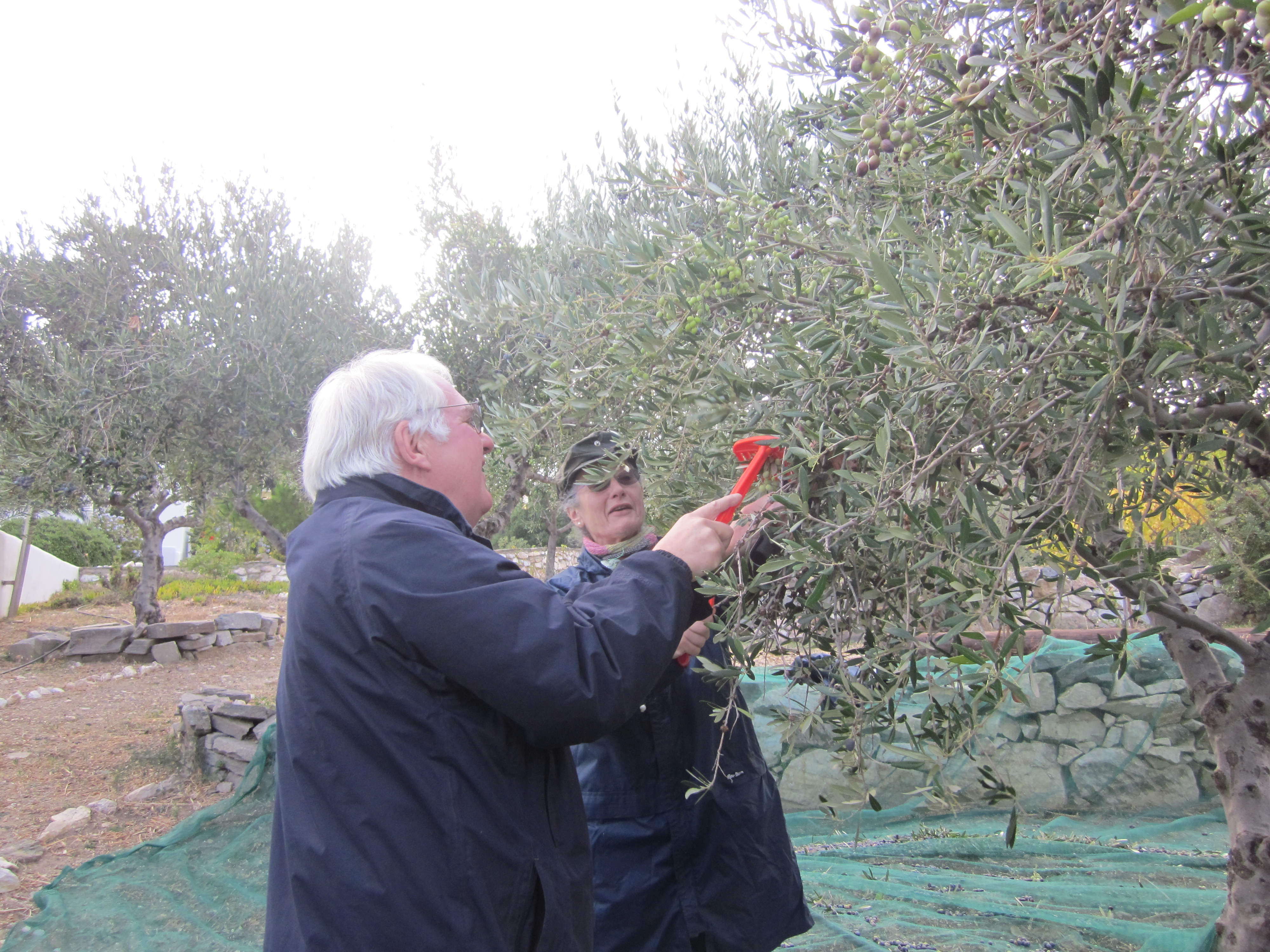 Picking Olives